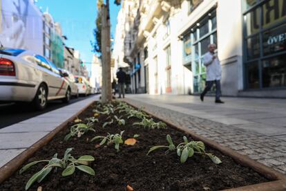 La nueva Gran Vía cuenta también con árboles. Se han instalado los alcorques, donde se han plantado 89 ejemplares de la especie peral de flor, una especie de peral procedente de China.