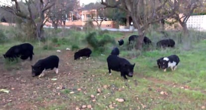 Un grupo de cerdos vietnamitas pasea en la zona de El Saladar (Xàbia), en diciembre de 2016.