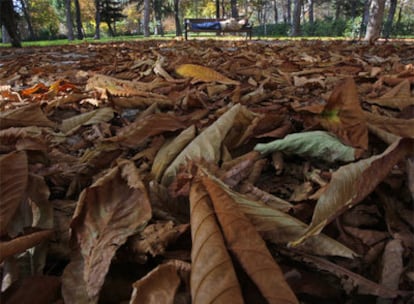 Las hojas de los árboles no dejaban ver ayer el césped del parque del Retiro.