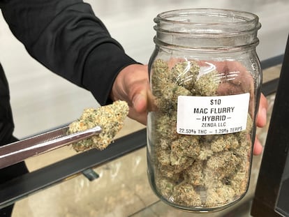 Un empleado de un dispensario de Oklahoma muestra la variante Mango Cannabis de la droga.