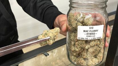 Un empleado de un dispensario de Oklahoma muestra la variante Mango Cannabis de la droga.