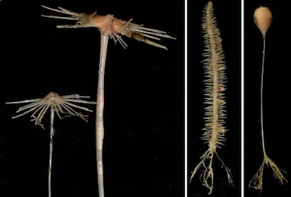 De izquierda a derecha: Cladorhiza, Abyssocladia, y una nueva especie a la que la tripulación del RV Investigator se refería cariñosamente como 'esponja en una cuerda'. Estas tres extrañas criaturas pertenecen a la familia de las esponjas marinas carnívoras.