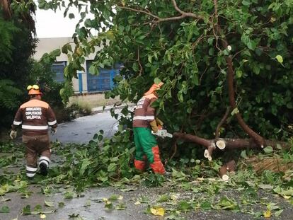 Bomberos retiran un árbol caído en Alzira (Valencia) a consecuencia de las lluvias caídas este martes.