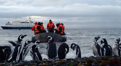 Pingüinos en la isla de Magdalena (Chile), una de las paradas de los cruceros de Australis por el estrecho de Magallanes.