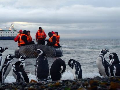 Pingüinos en la isla de Magdalena (Chile), una de las paradas de los cruceros de Australis por el estrecho de Magallanes.