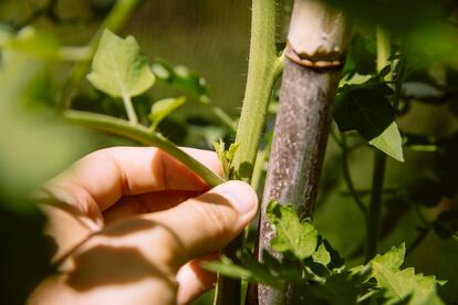 Sobre las ramas de las tomateras surgen otras más pequeñas llamadas “chupones” que hay que cortar para que la planta reparta bien sus recursos.