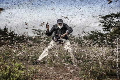 Henry Lenayasa, jefe del asentamiento de Archers Post, en el condado de Samburu, Kenia, intenta ahuyentar a un enjambre masivo de langostas que asola los campos donde pasta el ganado, el 24 de abril de 2020. Los enjambres de langostas devastaron grandes áreas de tierra, justo cuando el brote de coronavirus había comenzado a afectar su medio de vida