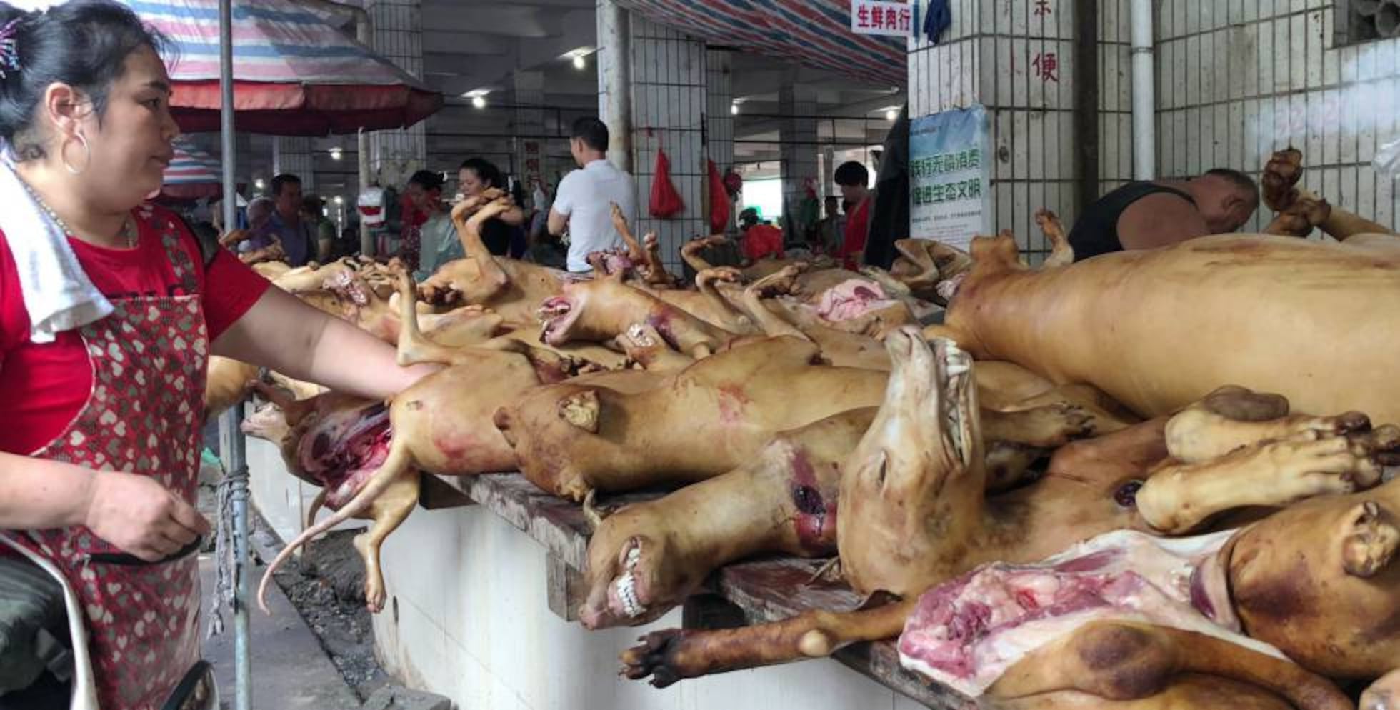 La gran matanza china de perros para comérselos en el festival de Yulin | Mundo animal | EL PAÍS