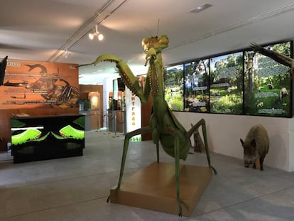 Representación a tamaño gigante de una mantis religiosa en el museo.