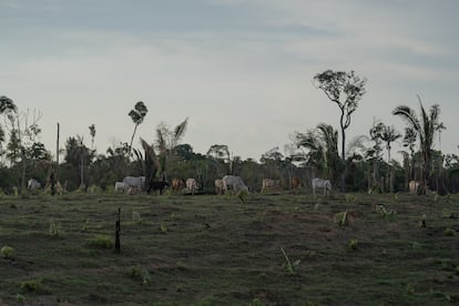 Cows eating grass in a deforested area near Realidade district.