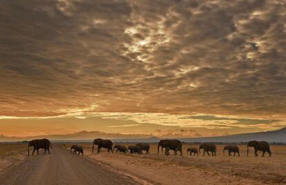 Una manada de elefantes cruza un camino en el Parque Nacional de Amboseli, en Kenia, el 3 de noviembre de 2016.