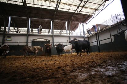 Los toros de Núñez del Cuvillo seleccionados para el sorteo.