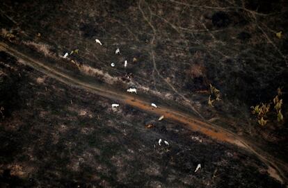Una vista aérea muestra un grupo de animales en un área de la selva amazónica afectada por incendios cerca de Porto Velho (Brasil), el 10 de septiembre de 2019. Conforme al Fondo Mundial Para la Naturaleza (WWF), al menos un diez por ciento de las especies animales del planeta se encuentran en el Amazonas,