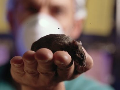 Un investigador sujeta un ratón de laboratorio.