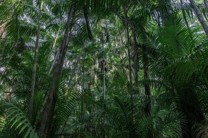 Escalando una palma de açaí. Isla Combu, cerca de Belém, Pará (Brasil).