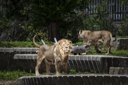 Visita al zoo de Madrid mes y medio despus de que se decretase el estado de alarma.