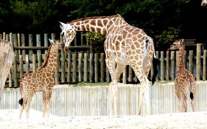 Aunque lo parezca, 'Masai' y 'Kenia' no son hermanos; nacieron con cinco días de diferencia.