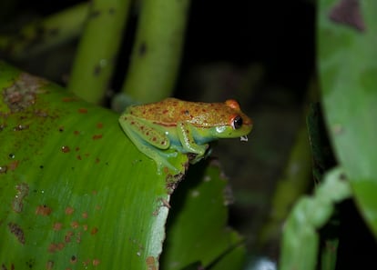 Una ejemplar de rana de la especie llamada 'Boana punctata' durante la noche.