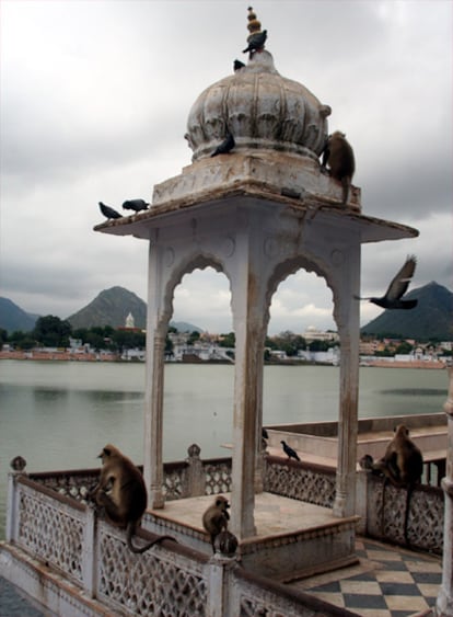 Varios monos ocupan uno de los 'ghats' del lago de Pushkar en la India