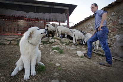 Dirk Madriles con <i>Dana,</i> el mastín adiestrado para proteger al rebaño en Castellterçol.