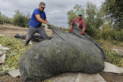 Recogida de la oliva en los campos de Jaén.