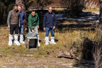 El presidente de la Junta andaluza, Juan Manuel Moreno (centro), junto a su portavoz, Ramón Fernández-Pacheco (izq.) y el director del parque, Juan Pedro Castellano, en una suelta de lince en Doñana el pasado marzo. 