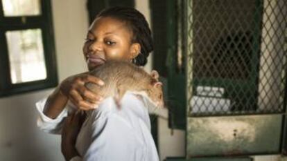 Ratas de laboratorio en Manisa, Mozambique