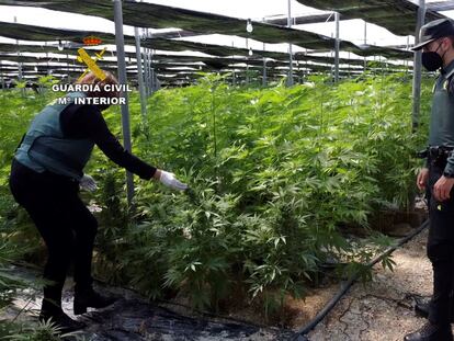 Dos agentes de la Guardia Civil en uno de los cinco invernaderos de El Ejido (Almería) en los que han sido intervenidas 64.800 plantas de cannabis.