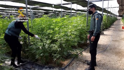 La Guardia Civil detiene por un delito contra la salud pública a los dos responsables de cinco cultivos de cáñamo de El Ejido (Almería) en los que han sido intervenidas 64.800 plantas de cannabis.