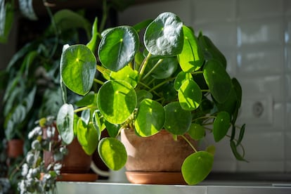 La planta del dinero cina tiene unas hojas muy bellas con largos peciolos.