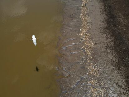 Una garza sobrevuela miles de peces muertos en el lago Piranha, afectado por la sequía, el 27 de septiembre.