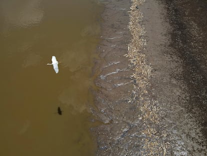 A heron flies over thousands of dead fish in drought-stricken Lake Piranha, on September 27, 2023.