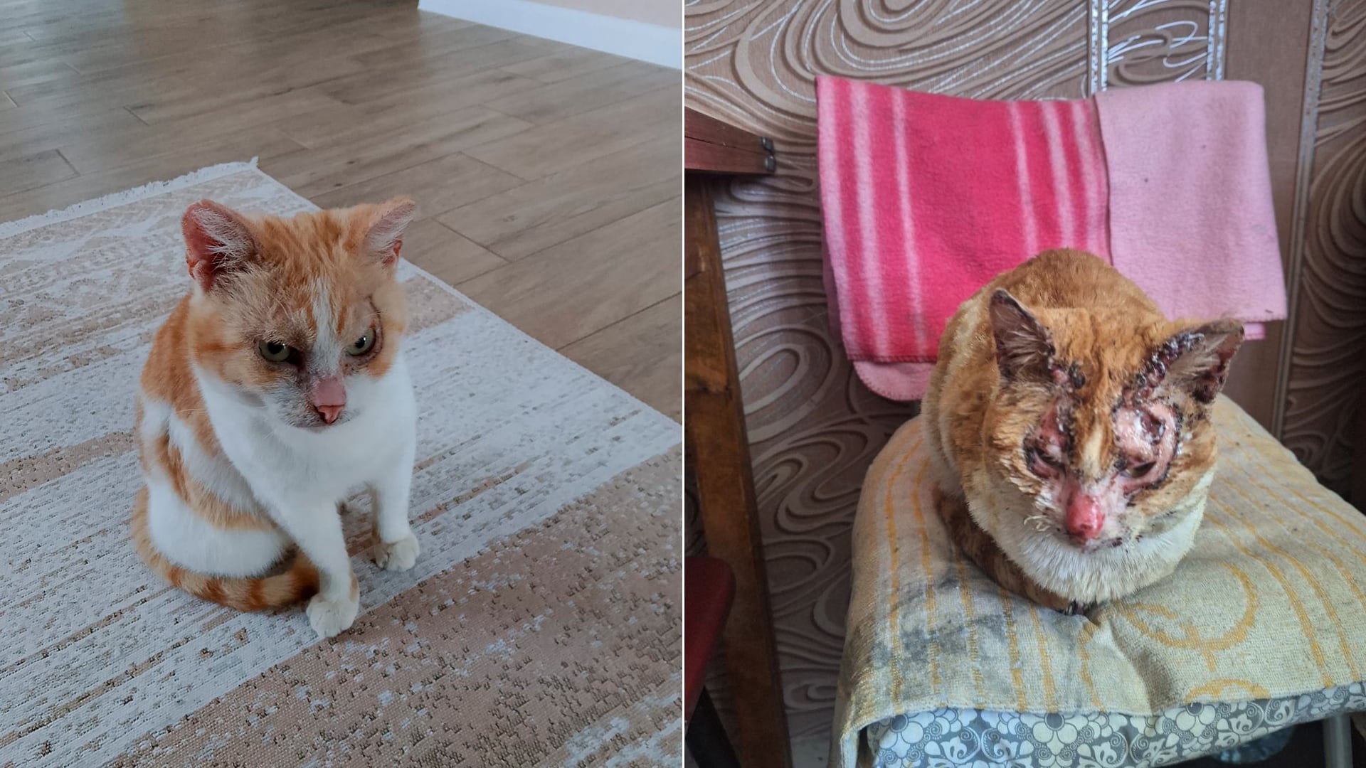 Maksik, el gato de Vitalii, Irina y su hijo Vladislav, ahora (izquierda) y cuando estaban en Oleshki. Imágenes cedidas.
