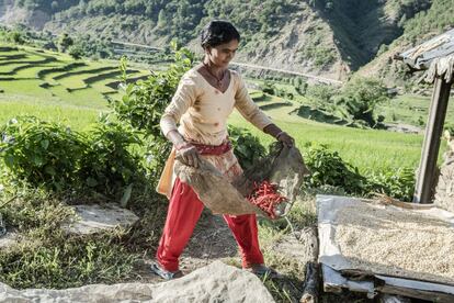 Goma Panthi Khatri, de 41 años, es la presidente del grupo de granjeros para la adaptación al cambio climático de Narapani Bhuwandanda, en Nepal. “Nos están enseñando a solucionar los problemas creados por el cambio climático, y yo luego le enseño a mi marido lo que aprendo en la escuela de campo". 