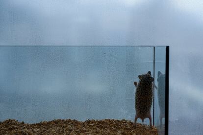 A hedgehog stands up in a glass enclosure at the Harry hedgehog cafe in Tokyo, Japan, April 5, 2016. In a new animal-themed cafe, 20 to 30 hedgehogs of different breeds scrabble and snooze in glass tanks in Tokyo's Roppongi entertainment district. Customers have been queuing to play with the prickly mammals, which have long been sold in Japan as pets. The cafe's name Harry alludes to the Japanese word for hedgehog, harinezumi. REUTERS/Thomas Peter SEARCH "HEDGEHOG THOMAS" FOR THIS STORY. SEARCH "THE WIDER IMAGE" FOR ALL STORIES  TPX IMAGES OF THE DAY       TPX IMAGES OF THE DAY     