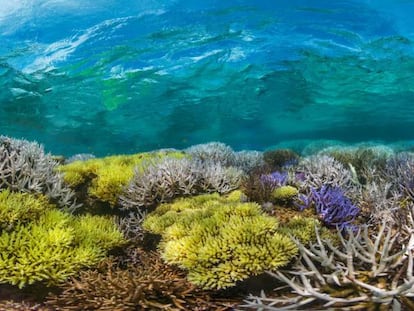 Fotograma del documental 'Chasing coral', de Richard Vevers.