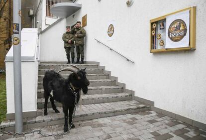 Una cabra en una protesta de activistas checos contra el presidente Milos Zeman en la entrada de la Embajada de la República Checa en Kiev, Ukrania.