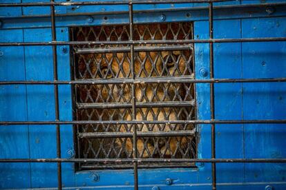 Zhaku, un león de trece años, mira desde el interior de un transportín, mientras lo cargan en un camión de la organización internacional de protección de animales Four Paws (Cuatro Garras), en el zoológico de Tirana (Albania). Tres leones han sido trasladados al Centro Felida de Felinos Grandes, en Holanda.