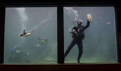 Pingüinos nadan alrededor de un buzo mientras limpia algas en el interior de un tanque en un acuario en Torquay, Inglaterra.