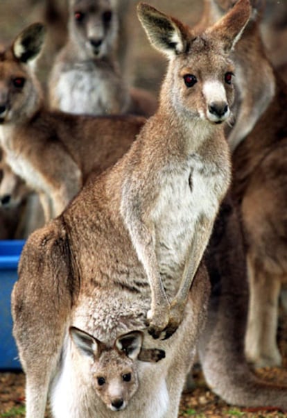 Los marsupiales cercanos a Canberra, capital de Australia, recibirán anticonceptivos para reducir su población.