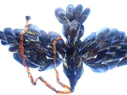 <i>Clòtxines, </i><b>en un homenaje al artista Kiki Smith y su obra </b><i>Ave. </i>