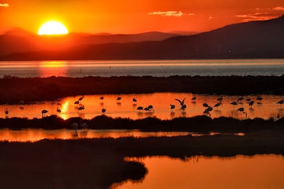 El delta  del Ebro, con flamencos.