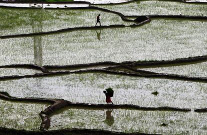 Plantación de arroz en Chunnikhel, Katmandú, Nepal. El inicio del cultivo de arroz en esta nación del Himalaya se ha retrasado este año debido a la llegada tardía de las lluvias del monzón.