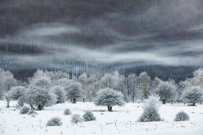 El italiano Mimmo Salierno, de 47 años, ha ganado en la categoría The Snow & Ice con una foto teñida de blanco invernal. La tituló 'El invierno del lago', el del lago Laceno, en la provincia italiana de Avellino (región de Campania), que sabiamente representó en la madrugada de un frío día de febrero del año pasado. “Me desperté a las cuatro de la mañana. Todavía era de noche cuando llegué a Laceno. A 15 grados bajo cero, el espectáculo que se presentó ante mis ojos fue verdaderamente surrealista. El objetivo de la cámara en momentos así se convierte en mi mirada, que congelé para siempre con un golpe de clic".