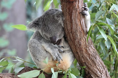 Los koalas del Kuranda Wildlife Park.