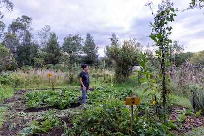 diversidad de plantas que produce Claudia García Becerra