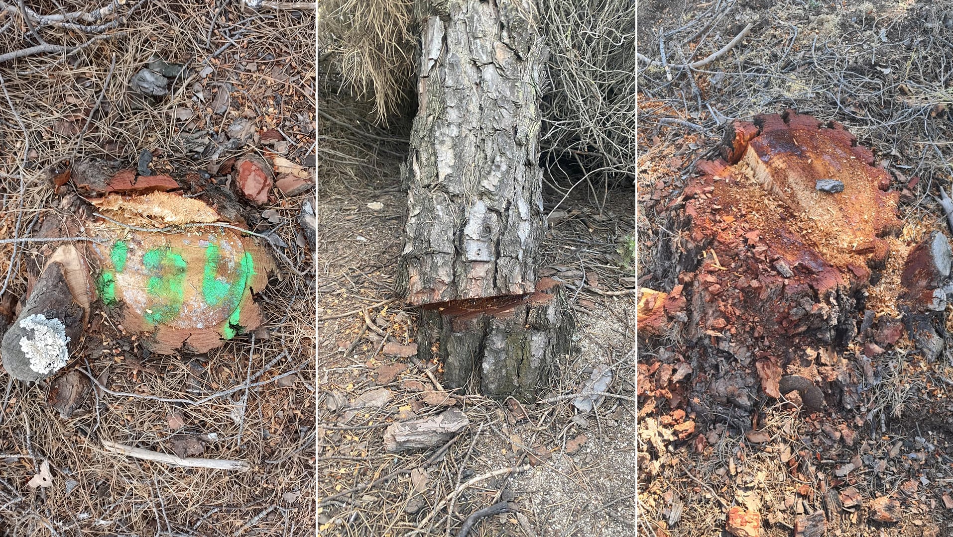 Troncos talados en el bosque de Montegancedo, en fotos de mayo de 2023 cedidas por los vecinos.