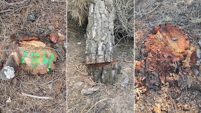 Troncos talados en el bosque de Montegancedo, en fotos de mayo de 2023 cedidas por los vecinos.