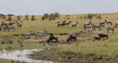 Un grupo compuesto por varias especies compartiendo pastos en Masai Mara.