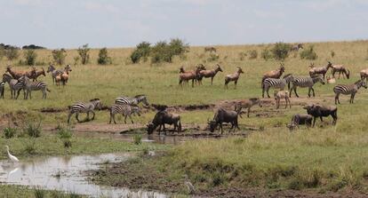 Un grupo compuesto por varias especies compartiendo pastos en Masai Mara.